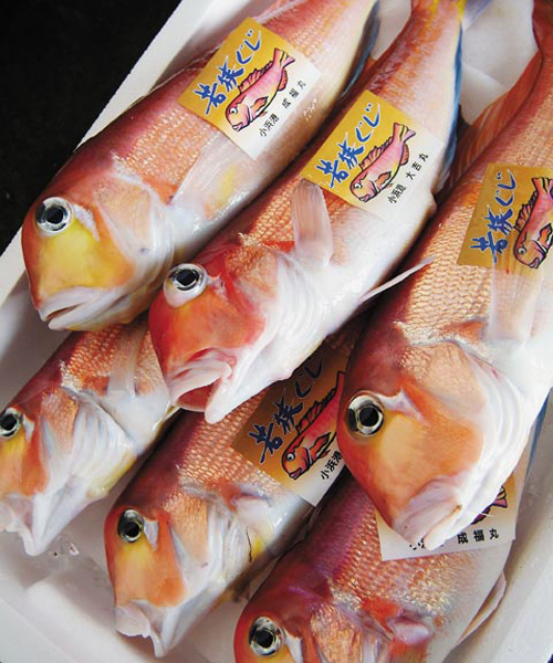 若狭ぐじ／和名はアカアマダイ。京料理で高級魚として珍重さています。